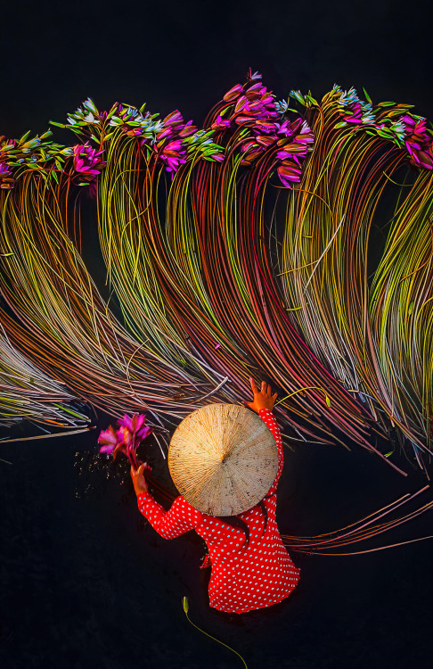 itscolossal:Vivid Photographs by Trung Huy Pham Capture Annual Water Lily Harvest in Vietnam