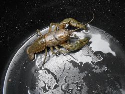 ordon-village:  stunningpicture:  Lobster in a bucket looks like a gigantic monster on a metallic planet, and the waterdrops look like stars.  This is transcendental.  