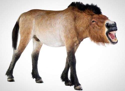 Przewalski’s horse #Equusferusprzewalskii #equus #equusprzewalskii #mongolianwildhorse #wildho