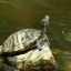 local-tired-turtle