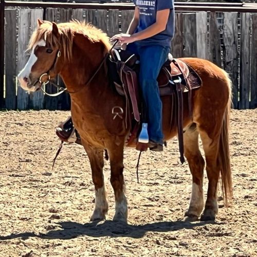 Captain Hook 10 yr old 12h very stout built haflinger cross gelding. This pony rides very well. He h