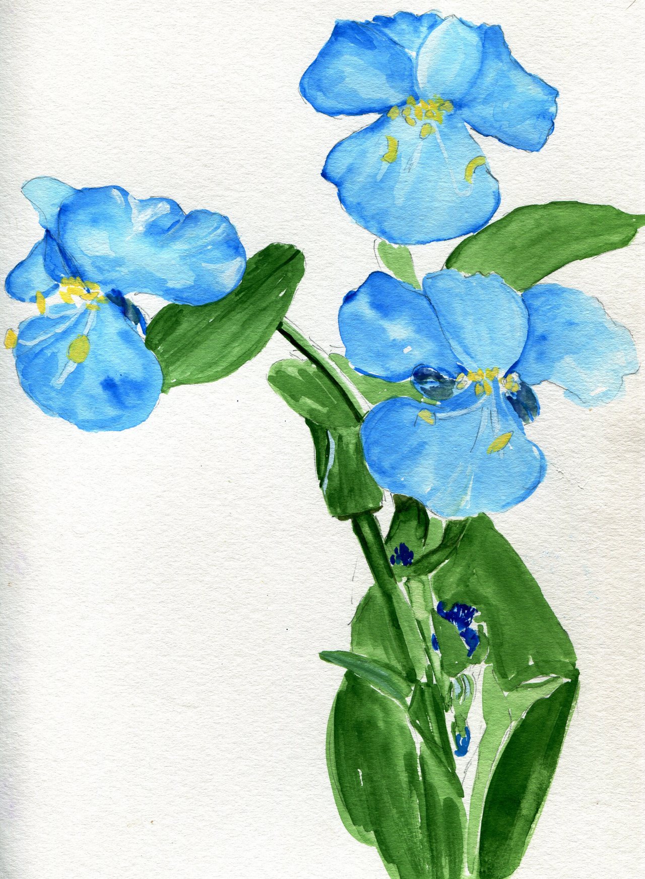 havekat: Blue Day Watercolor On Paper 2016, 9′x 12″ Virginia Dayflower, Commelina