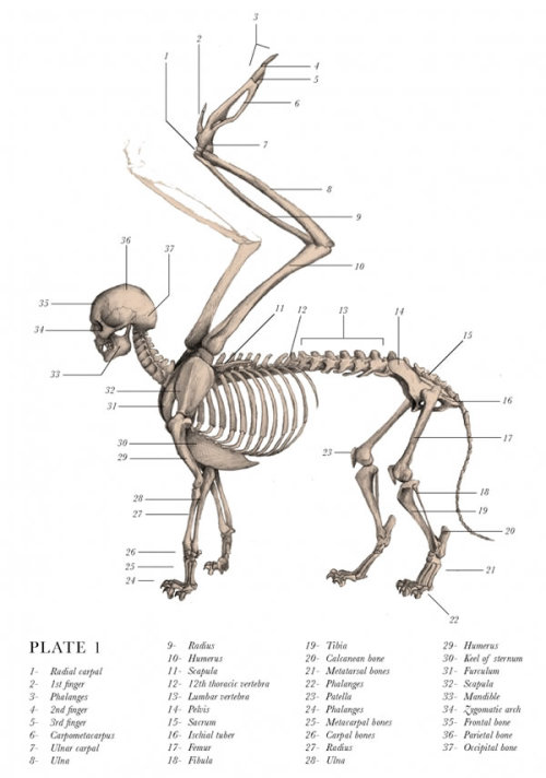 beastlyart:ea-solinas:Pictures from The Resurrectionistby E.B. Hudspeth.I recommend it wholeheartedl