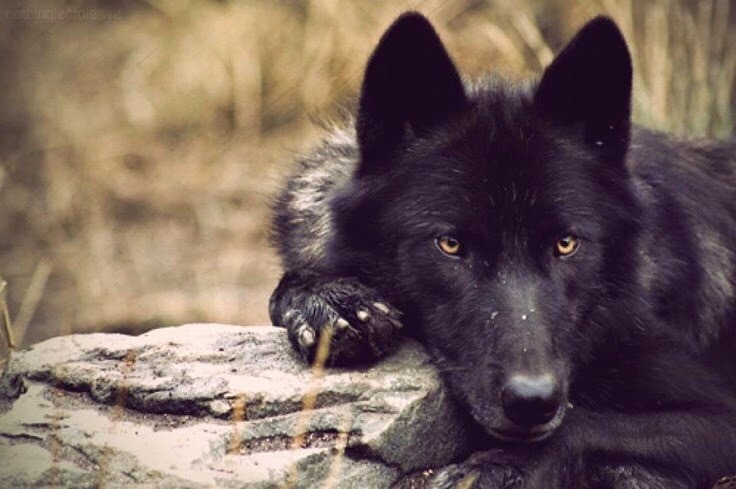 Beautiful Wolves