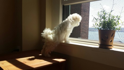 Small fluff looking out the window on a very nice day.