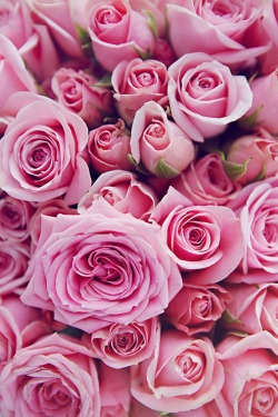 flowersgardenlove:  Pink Roses…loveeee Beautiful gorgeous pretty flowers
