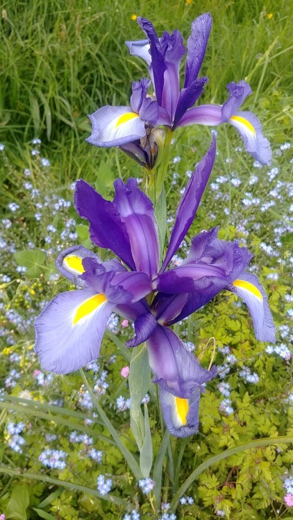 the-flowers-blog:English iris, May 2021