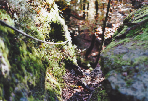 “path”MinoltaSRT101b   |   KodakPorta160   |   FilmNo. XVII