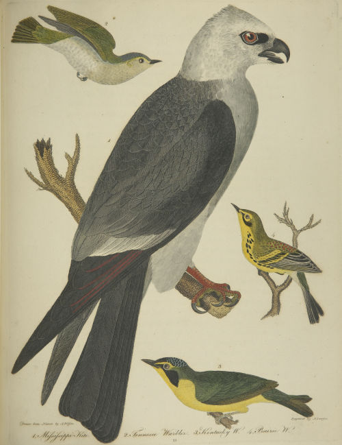 Selections from American ornithology v.03, 1811.The Carolina parrot or parakeet in the top image is 