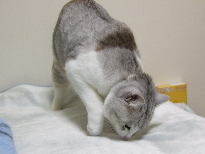 torukou:torukou: (=^‥^=) Uni 