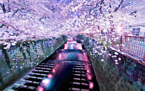 cherry blossom tree