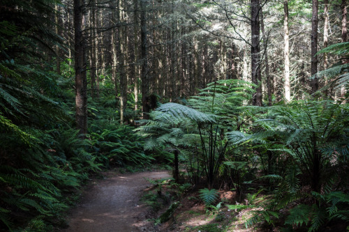 Whakarewarewa Forest aka “The Redwoods,” Rotorua