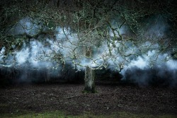 riggu:  Between the Trees by Ellie Davies“What is a forest? Is it the trees or the space that exists between them?”