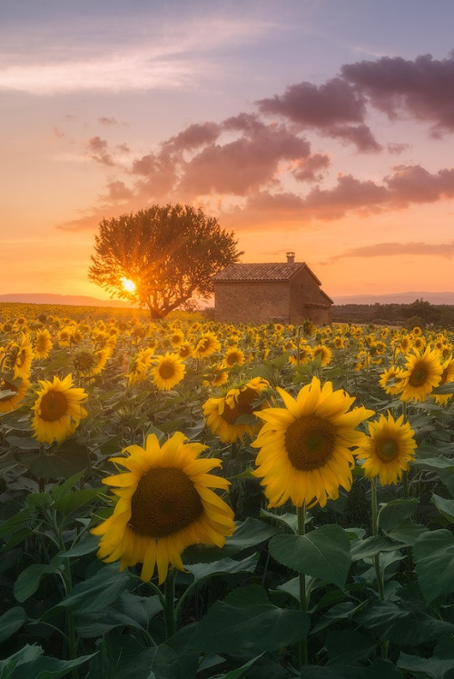 sayazuri - Daniel Kordan - Provence sunSource - 500px.com