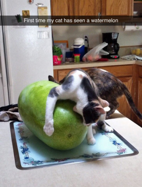 srsfunny:It Must Be Destroyedhttp://srsfunny.tumblr.com/  Goals…