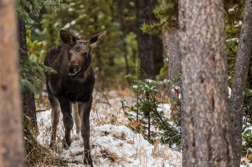 celtic-forest-faerie: {Moose In The Woods} by {Murph Le}