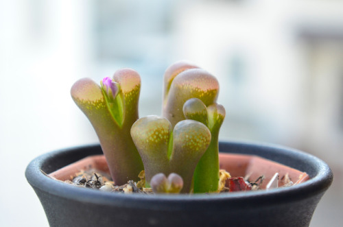 2019.10.05Ophthalmophyllum verrucosumオフタルモ  ベルコーサム初めてオフタルモの花が咲いたのでとても嬉しいです。「リトープスやコノフィツムと同じく育てる」と本に書