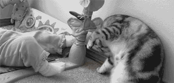 catsdogsgifs:http://catsdogsgifs.tumblr.com/