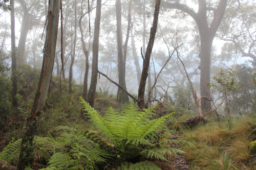 90377: New England National Park by Sam Sam