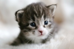 flitterling:  16-day-old Dorian Gray Kittens by Pieter &amp; Renée Lanser 