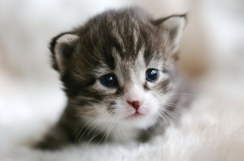flitterling:  16-day-old Dorian Gray Kittens by Pieter & Renée Lanser 