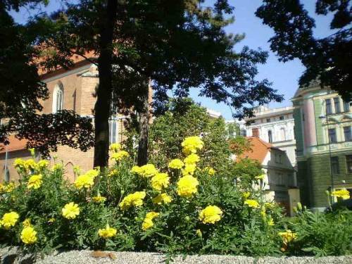 Flowers from city Wroclaw in Poland.