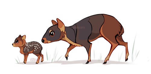 World’s smallest deer: The Southern Pudu