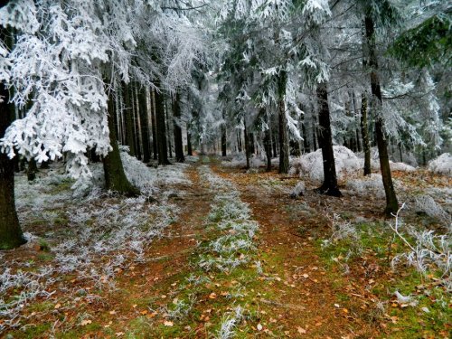 forintelse: Path from autumn to winter by Aydra