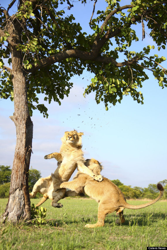 caffeinatedfeminist:  magicalnaturetour:  Lion Gets Stuck In A Tree Before His Brother