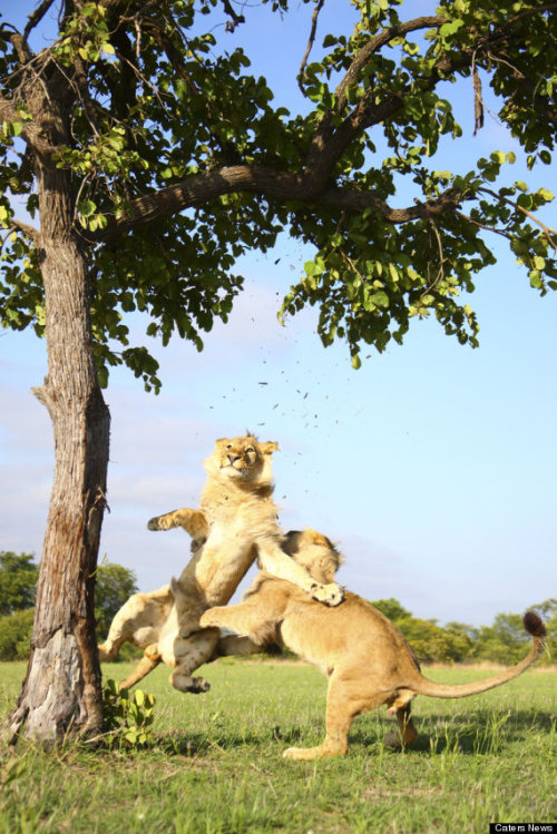 vieratheartist:caffeinatedfeminist:magicalnaturetour:Lion Gets Stuck In A Tree Before His Brother He