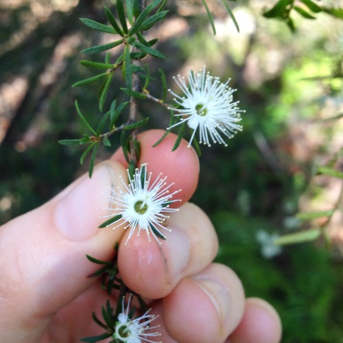 Beautiful tick bush (Kunzea ambigua) @iamthe-lizard-queen and I used in our wild pollinator count ba