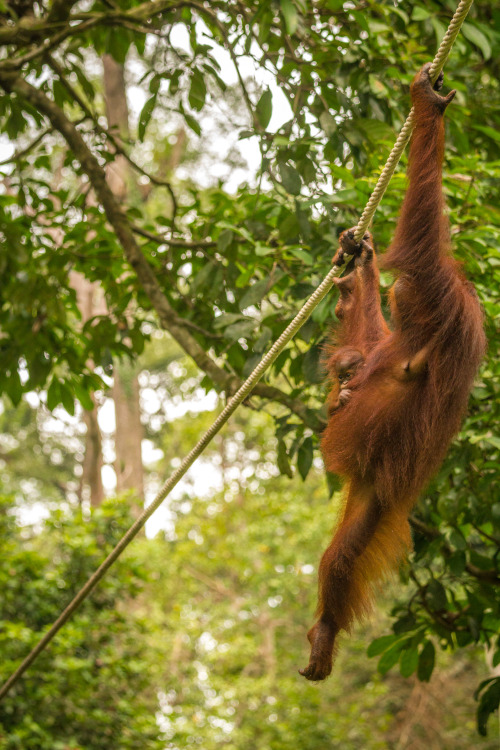 timewellwastedblog:  Orangatang sepilok Borneo Malaysia. Oktober 2013.
