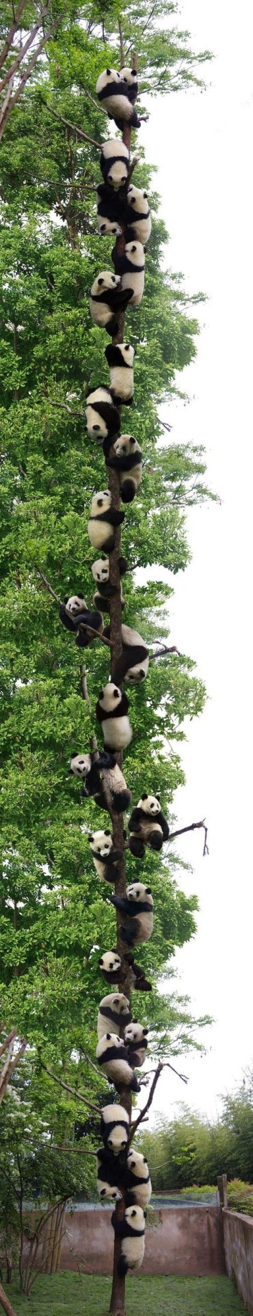 nekokitty21:The lucky panda tree! Reblog this for a lucky day!