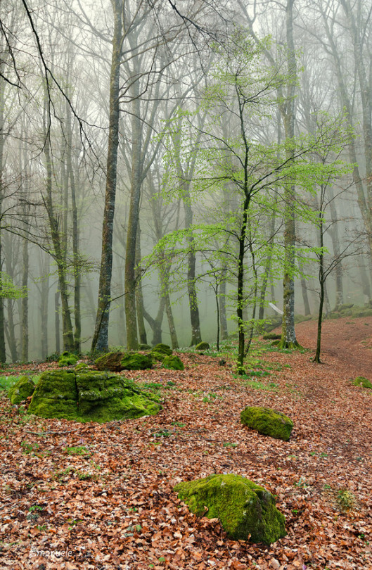 Almost Spring... Emanuele Torrisi
