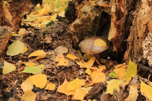 Blessings of  the Forest.