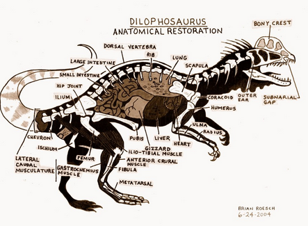 PalaeoFail — I didn't realise Dilophosaurus skeletal anatomy...
