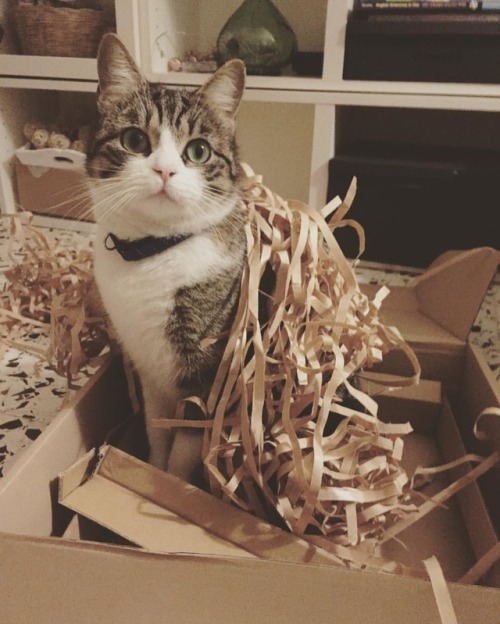 Packaging goals #love #happy #gatto #roma #cute #eyes #cats #likeme #catsagram #instagood #kitten #p