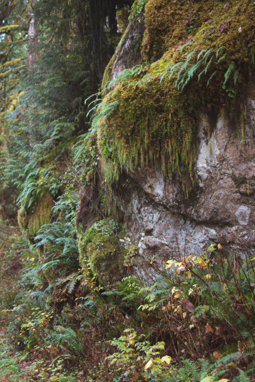 Mossy Rock