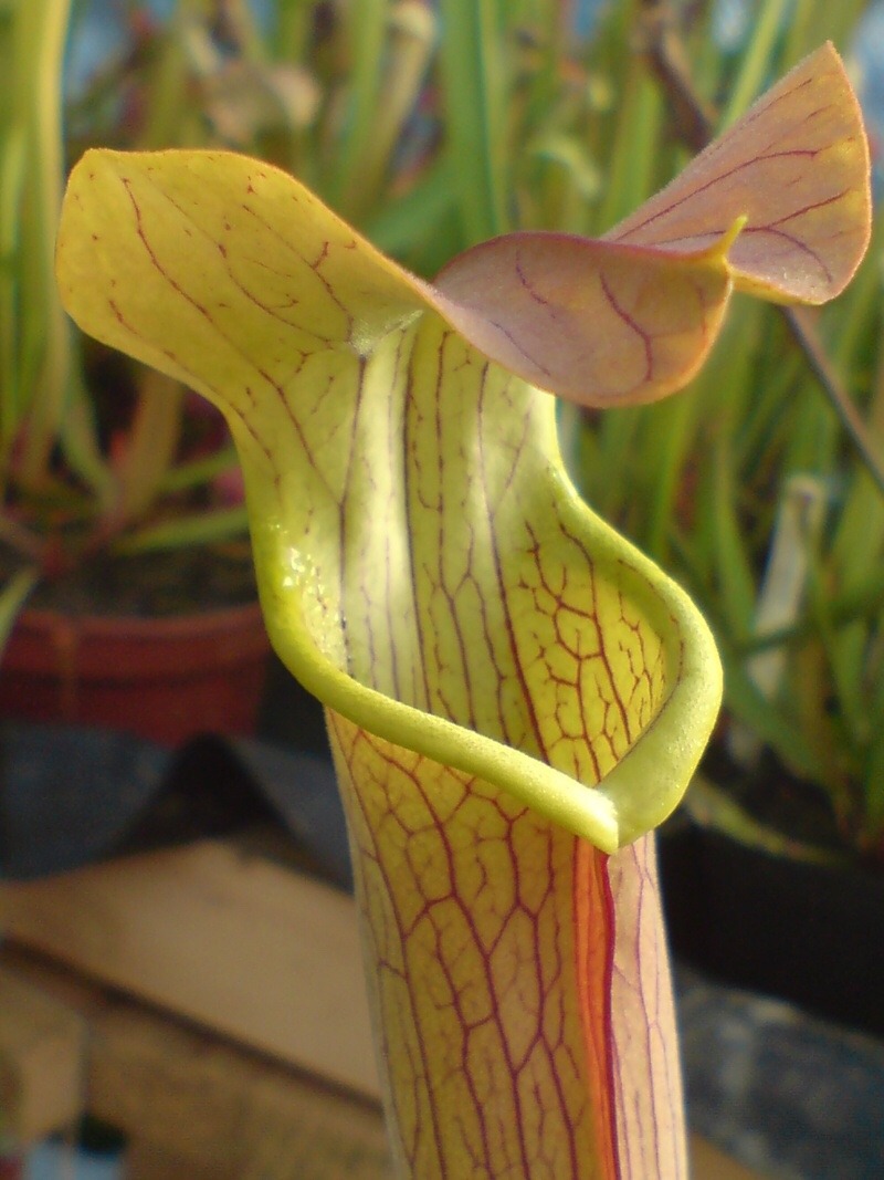 carni-gardener: Sarracenia rubra is also referred to as the ‘sweet trumpet’,