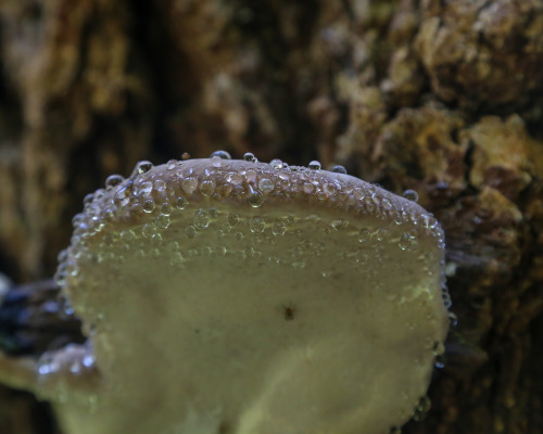 steepravine:  Polypore Awesomeness(Mendocino, California - 6/2016)