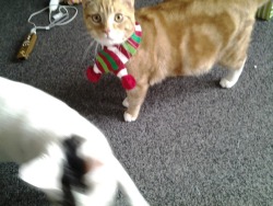 sebstermoran:  i bought the kittens a scarf