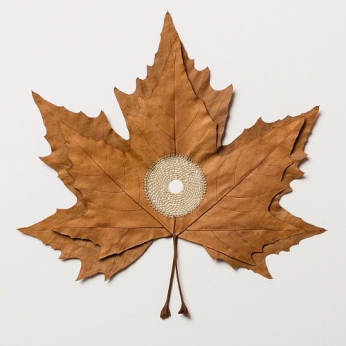 crossconnectmag:Crocheted Leaf Sculptures by Susanna BauerTo truly appreciate the delicacy of Susann