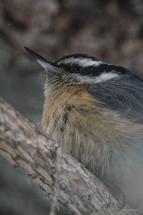 In Among Friends: Red-breasted Nuthatch in blue spruce treeriverwindphotography, February 2018