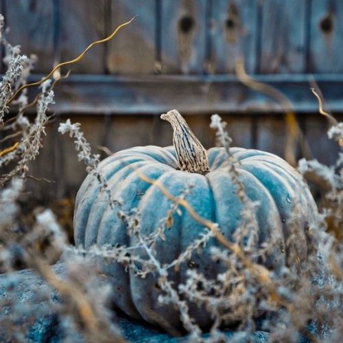 andantegrazioso:Blue Moon pumpkin | Marseed 100% natural