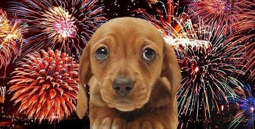 The Vibe I Bring To The 4th Of July Function