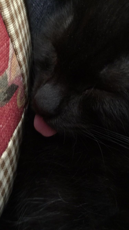 Baby Briar sleeping with your tongue out(submitted by @rubyelixirs)