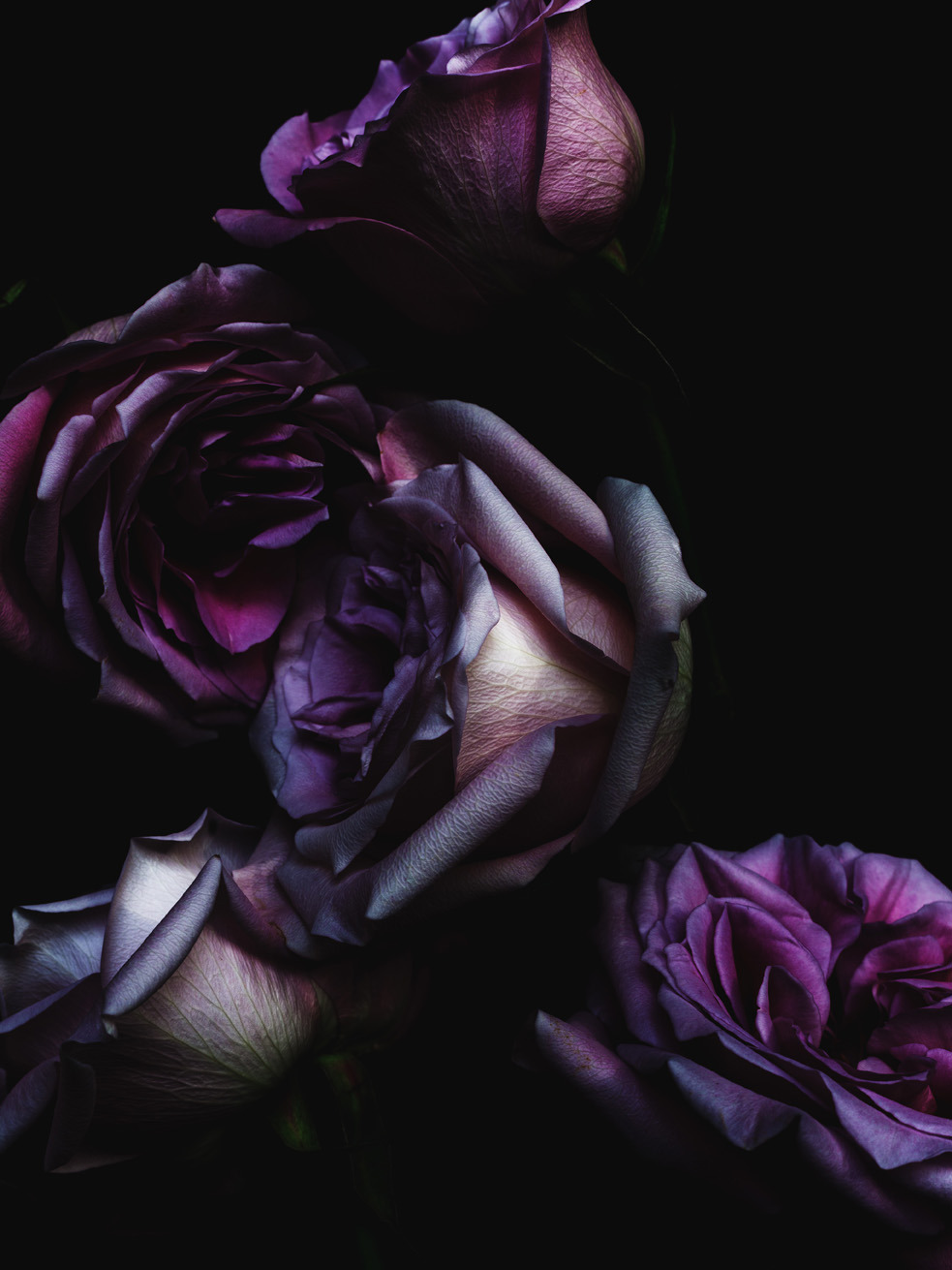 floralls:    Decaying Flowers by   Billy Kidd   