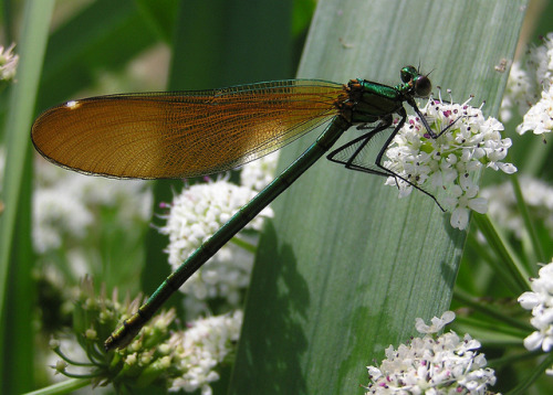 Calopteryx virgo - Caloptéryx vierge (♀) - Beautiful Demoiselle - 08/06/11 by Philippe_Boissel on Fl