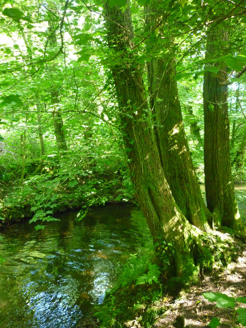 Bryngarw Country Park, Garw Valley, Bridgend - July 2013cool and lush and green on a baking hot summ