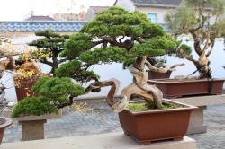 bonsaiempire:Juniper at the Penjing garden Qingyi Yuan, located in Shanghai, China.